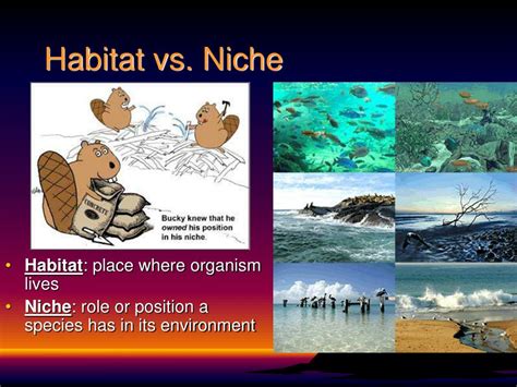 Habitat And Niche Examples