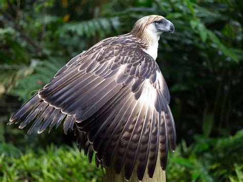 How Big Are Philippine Eagles? (Wingspan + Size) | Birdfact