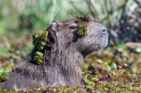 Fundaci N Greenpeace Argentina Los Carpinchos Y Los Depredadores