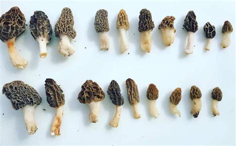 Morel Mushrooms: A Complete Guide To Hunting & Finding Them