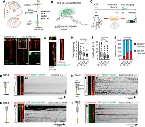 Live Imaging Of Embryonic Organotypic Brain Slices Shows Directed MRNA