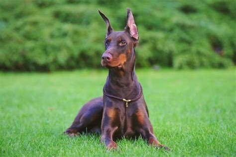 77 Doberman Normal Ears L2sanpiero