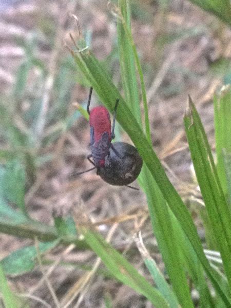 Red Shouldered Bug Project Noah