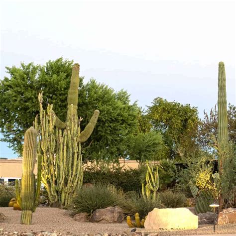 Plant, Tree and Cactus Landscaping, Plant and Tree Designs