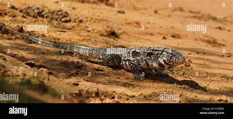 Argentine Black And White Tegu Salvator Merianae Syn Tupinambis