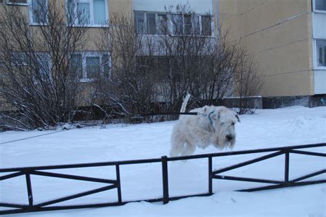 Soft Coated Wheaten Terrier