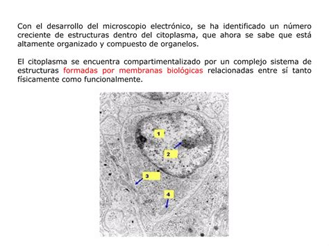 Clase Sistema De Endomembranas Ppt