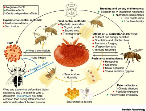 Varroa Mite Change To Response Strategy Berries Australia