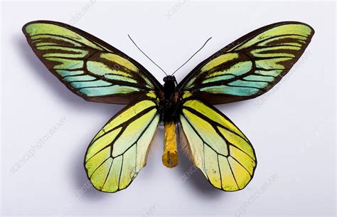 O.ALEXANDRAE | ornithoptera.org