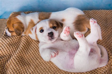 C Mo Hacer Que Un Cachorro Duerma Toda La Noche