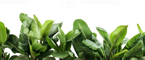 Group Of Banana Leaves In Row Isolated 27032781 Png