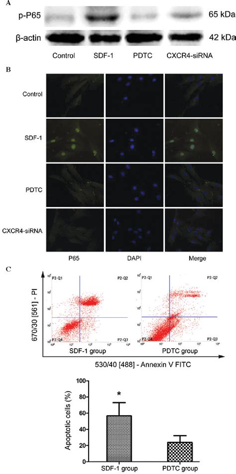 Figure From Sdf Cxcr Axis Induces Apoptosis Of Human Degenerative