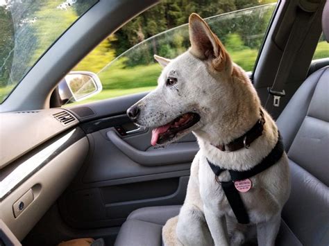 Cómo transportar a tu perro o mascota Mecánica Rápida Camaretas