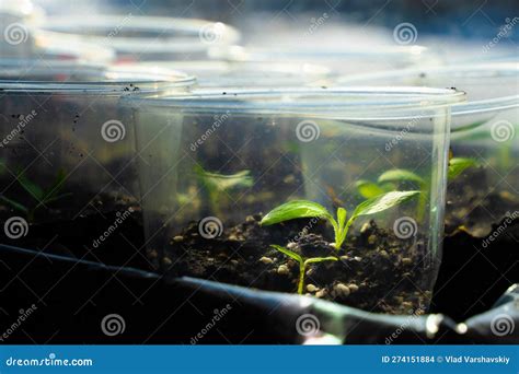 Seedling Home Close Up Germination Of Vegetable Seeds In Plastic Cups