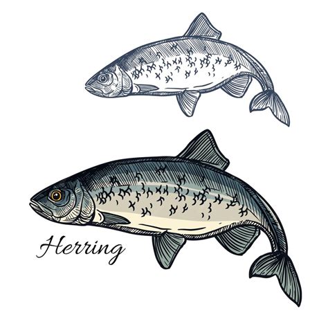 Premium Vector Herring Fish Vector Isolated Sketch Icon