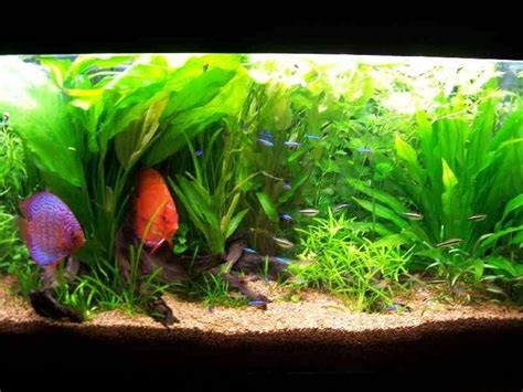 Photo New Setup Sailfin Molly Fancy Guppy Siamese Fig