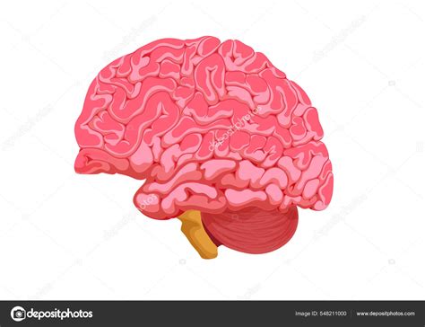 Human Brain Illustration Isolated White Background Realistic Human