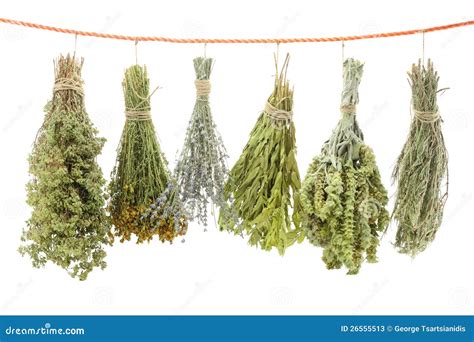 Variety Of Dried Herbs Stock Image Image Of Agriculture 26555513