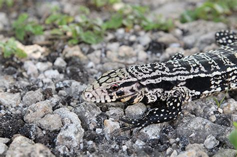 Tegu Lizards