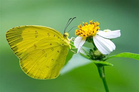 Yellow Butterfly Spiritual Meaning And Symbolism