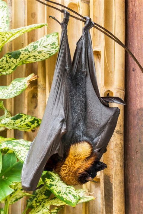 Top 10 Largest Bat Species in the World - Top10HQ