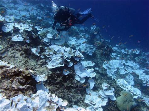 Scientists Battle To Save World S Coral Reefs