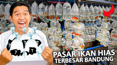 Sidak Pasar Ikan Hias Terbesar Bandung Jalan Peta Muara Youtube