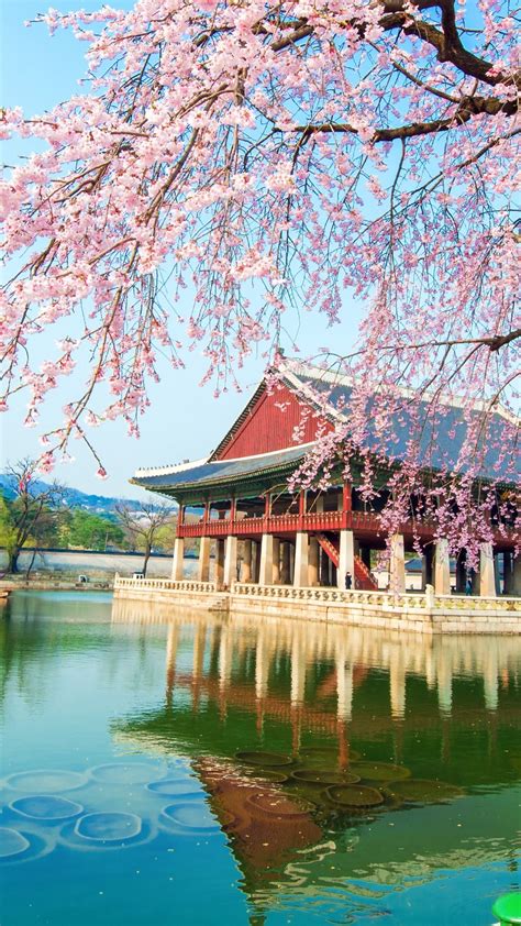 Gyeongbokgung Palace with cherry blossom - backiee