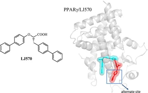 Identification Of The First Pparαγ Dual Agonist Able To Bind To Canonical And Alternative Sites