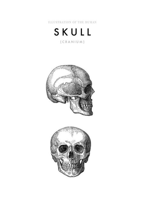 Purchase Illustration Of The Human Skull Poster Online | DearSam.eu