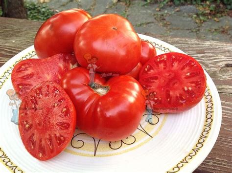 Tanunda Red Dwarf Tomato Renaissance Farms Heirloom Tomato Seeds