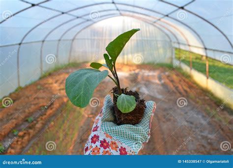 Ready To Plant An Eggplant Stock Image Image Of Background
