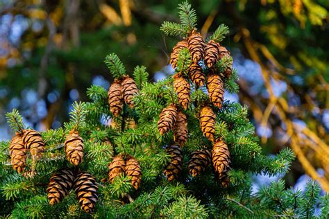 Coniferous Forest Plants List