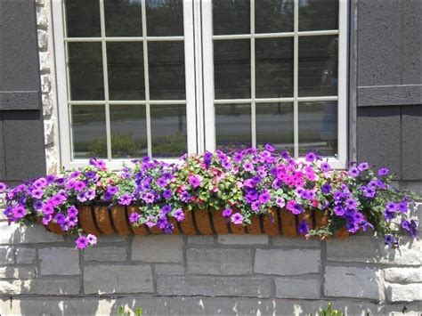 Flowers That Are Good For Window Boxes At Debra Brooks Blog