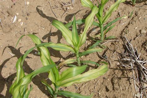 Causes And Management Of Yellow Corn Seedlings