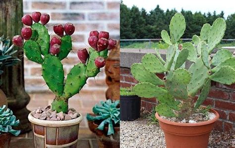 How To Propagate Grow Nopal Prickly Pear And Care Global Gardening