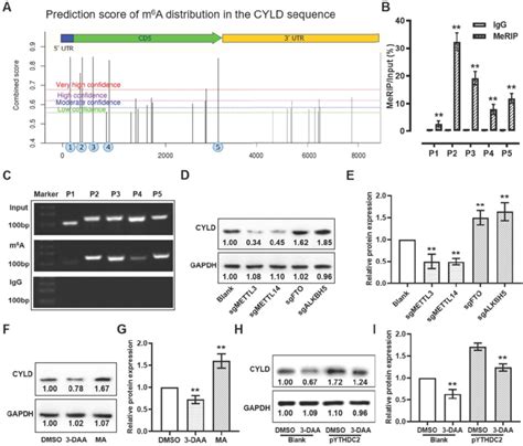 Ythdc Regulates The Stability Of Cyld Through M A Modification A