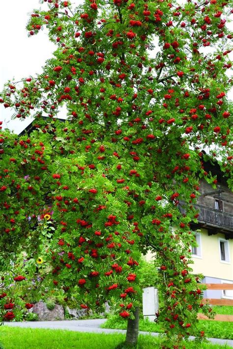 Sorbus aucuparia | Flowers, Still life, Nature