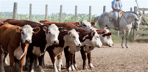 Claves para aumentar la producción de carne y satisfacer la demanda