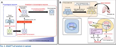 Figure 4 From The Role Of ANGPTL2 Induced Chronic Inflammation In