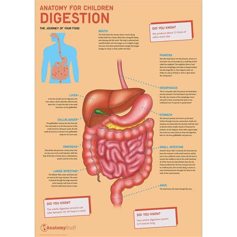 Digestive System Educational Chart Poster Prints Digestive System Anatomy Body Systems Human