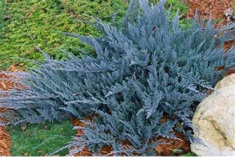 Pino Rastrero Azul Juniperus Horizontalis Blue Chip