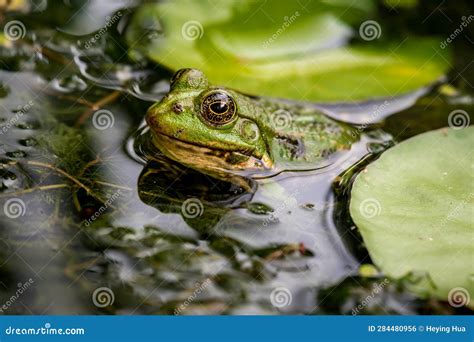 Frog In Water Pool Frog Swimming Pelophylax Lessonae European Frog