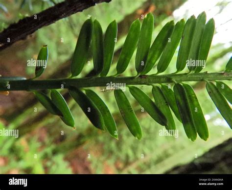 Pacific Yew Taxus Brevifolia Plantae Stock Photo Alamy