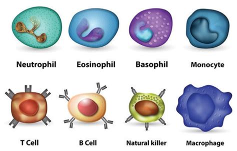 Natural Killer Cells How To Keep Them Healthy So They Can Protect You