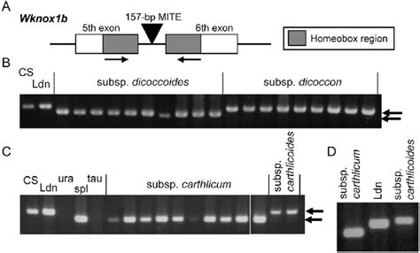 Pcr Based Haplotype Analysis Of The 5th To 6th Exon Region Of Wknox1b