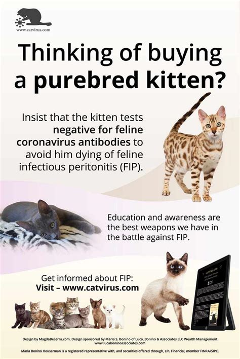 Feline Infectious Peritonitis Answers To Frequently Asked Questions