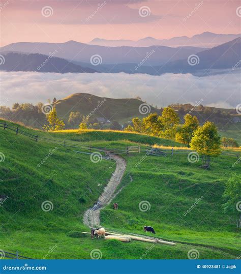 Beautiful Misty Dawn In The Nature Park Royalty Free Stock Image