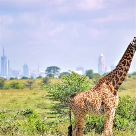 Top Things To Do In Nairobi Kenya A Must See Travel Guide Kenya