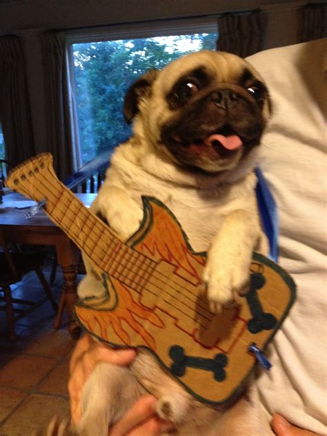 Pug Playing Guitar